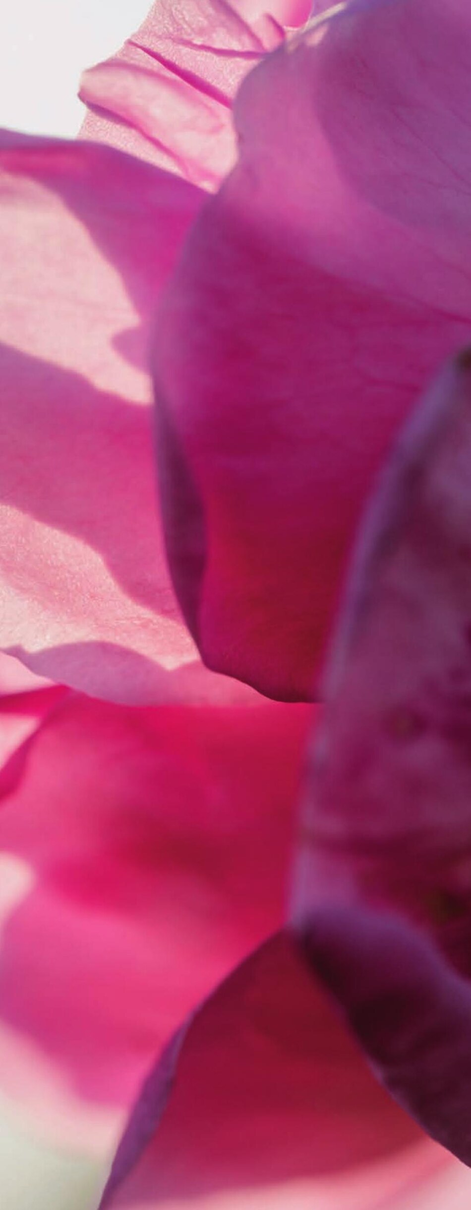 Rose de mai, fleur à parfum de Grasse — Chanel